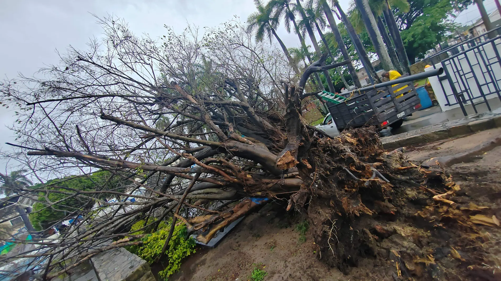 cae arbol en el parque mendez